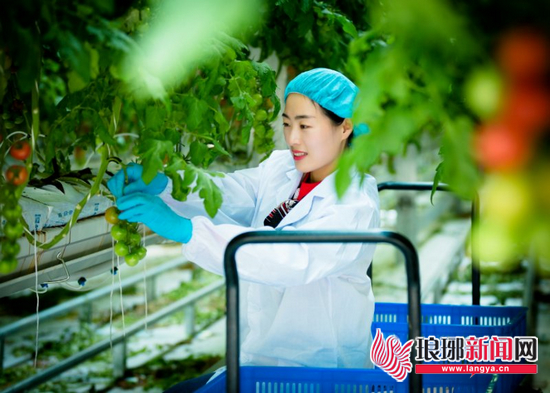 乡村振兴兰陵县,乡村振兴兰陵