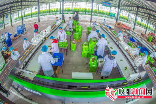 乡村振兴兰陵县,乡村振兴兰陵