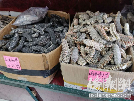 墨西哥海参一斤多少钱,墨西哥海参最新消息