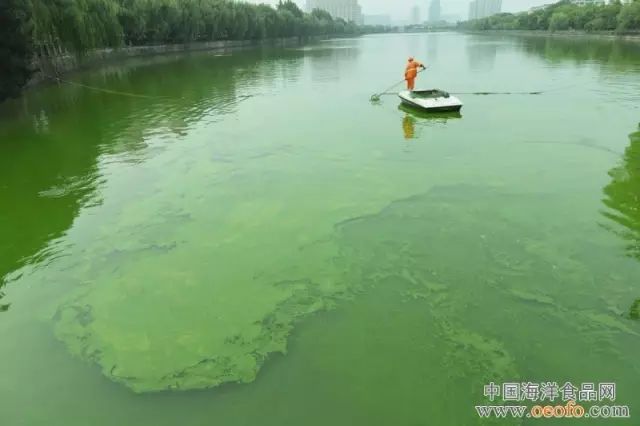 河蟹养殖水质问题怎么解决,河蟹养殖8月份有青苔怎么办