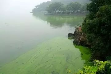 河蟹养殖水质问题怎么解决,河蟹养殖8月份有青苔怎么办