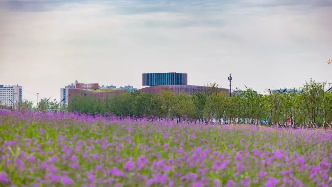 上海奉贤花海免费景点,上海奉贤花海