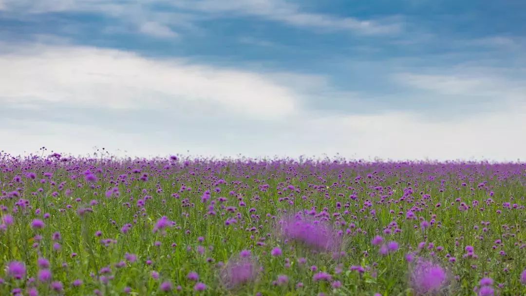 上海奉贤花海免费景点,上海奉贤花海