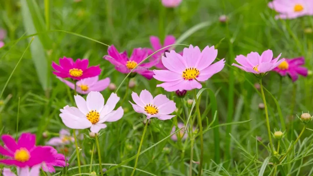 上海奉贤花海免费景点,上海奉贤花海