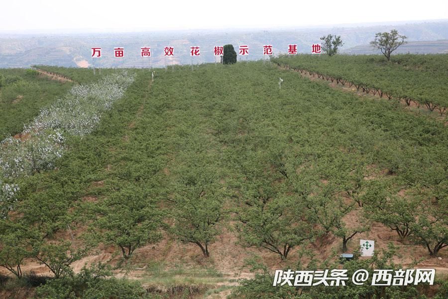 西安韩城花椒产业 (韩城的花椒韩城的骄傲)