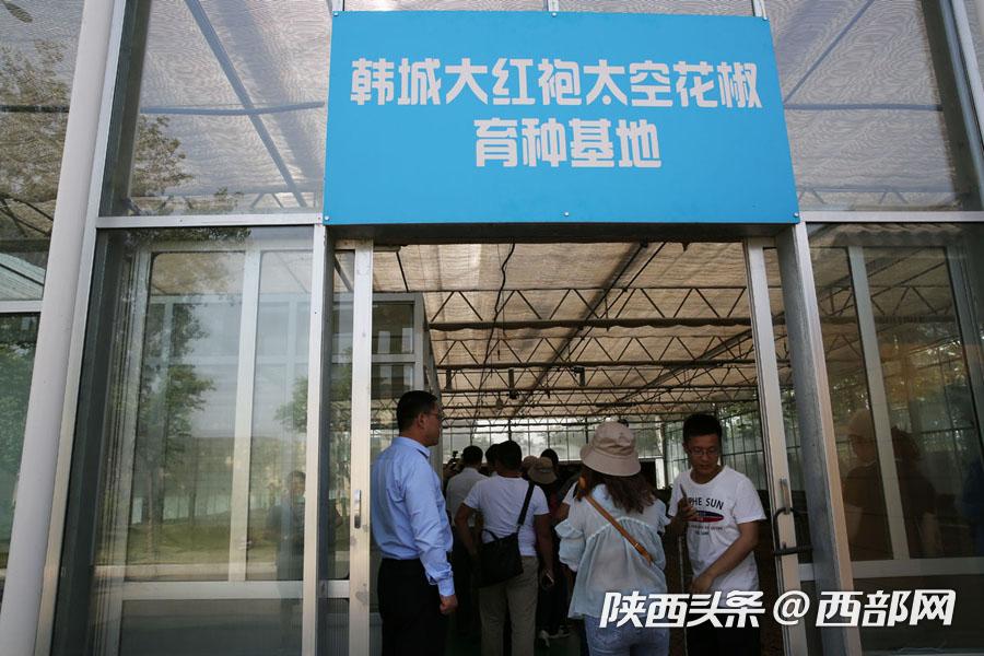 西安韩城花椒产业 (韩城的花椒韩城的骄傲)