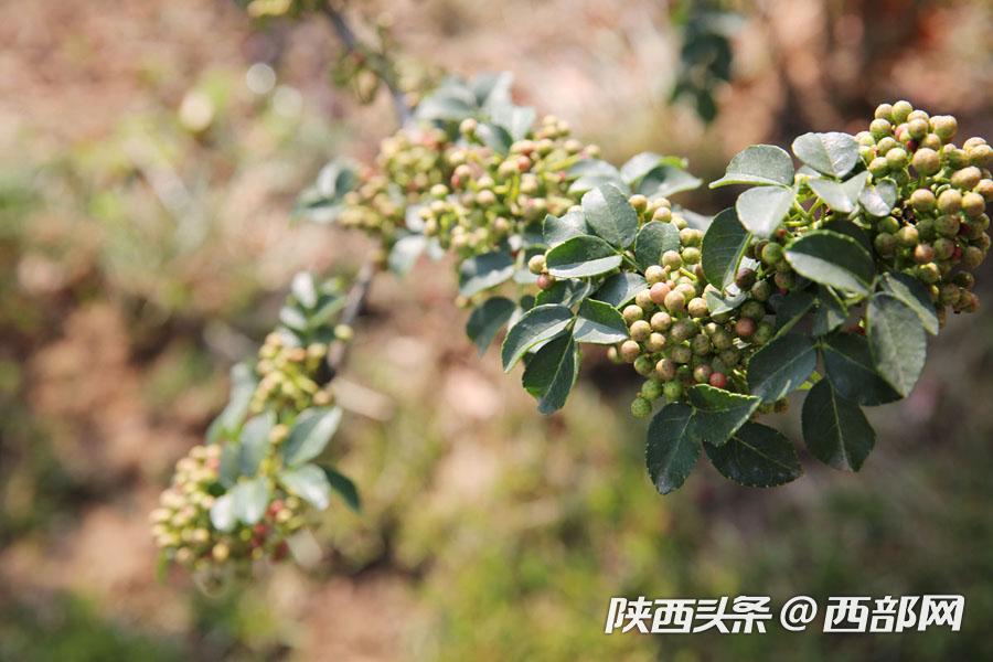 西安韩城花椒产业 (韩城的花椒韩城的骄傲)