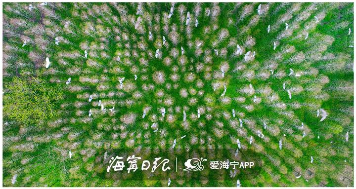 海宁漂亮吗,海宁好看的风景