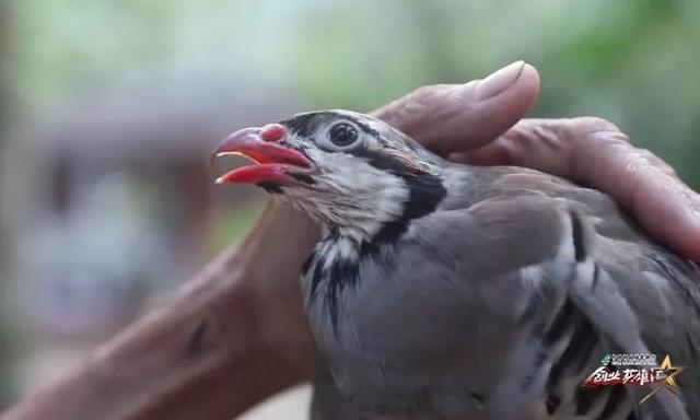 退伍军人结缘鹧鸪茶，打造舌尖上的海南岛，年销售额达1000万元