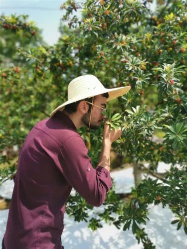 兰溪东魁杨梅采摘时间,兰溪杨梅红了