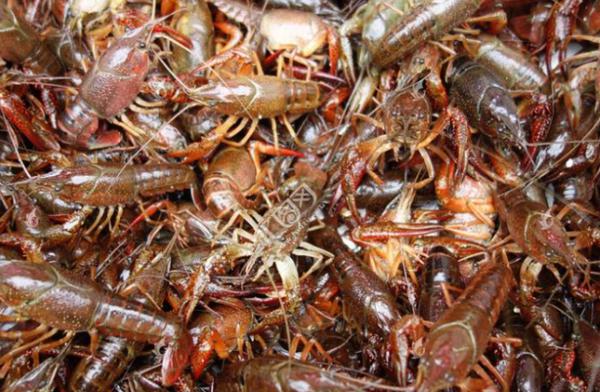 为什么小龙虾有红色和青色的,吃了小龙虾最长时间多久会过敏