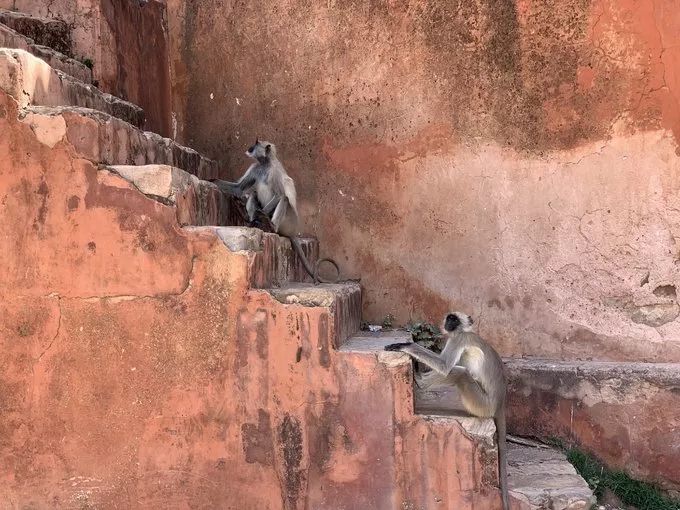 假设你要去印度请问需要注意什么,要去印度买什么东西