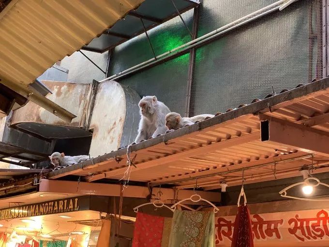 假设你要去印度请问需要注意什么,要去印度买什么东西