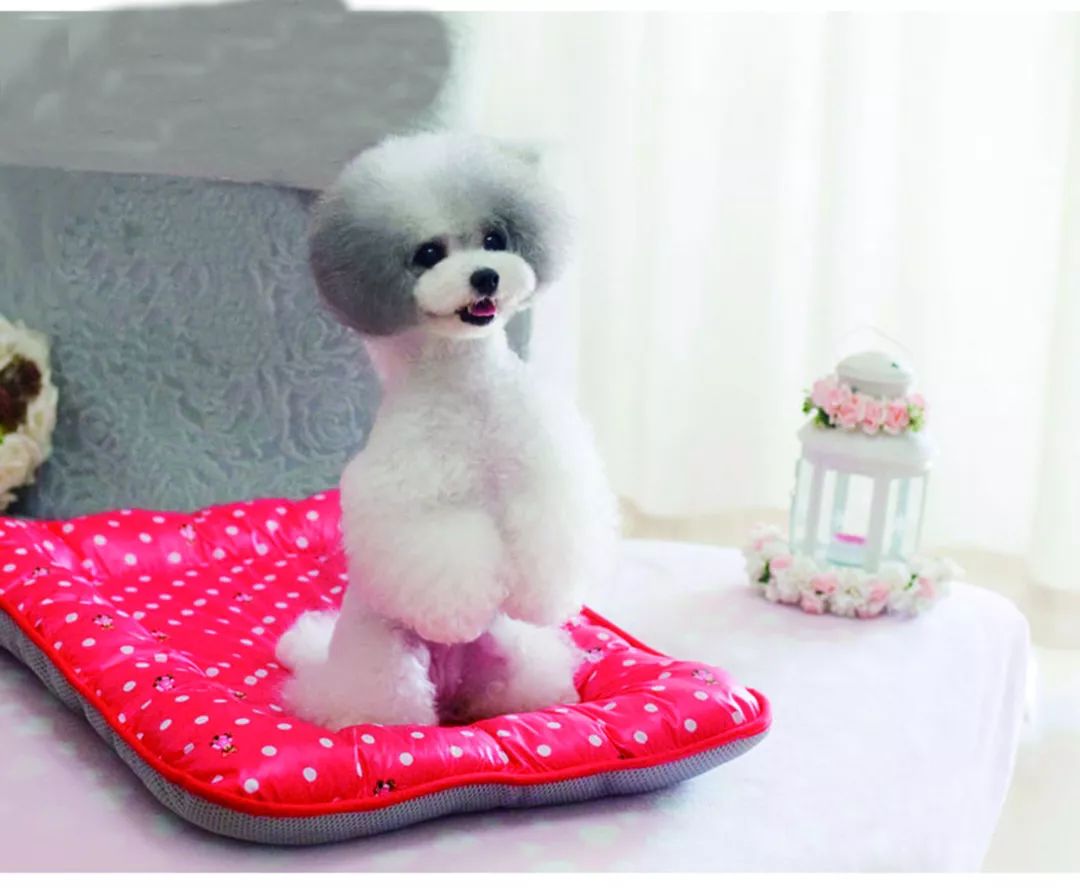 宠物夏季冰窝降温凉垫有用吗,宠物凉垫有哪些