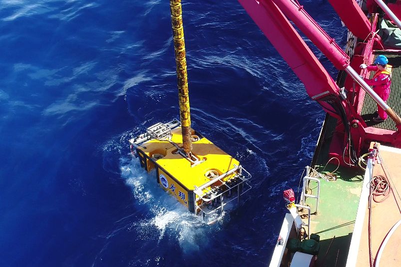 海兔为什么那么多籽,海兔怎么全是油没籽