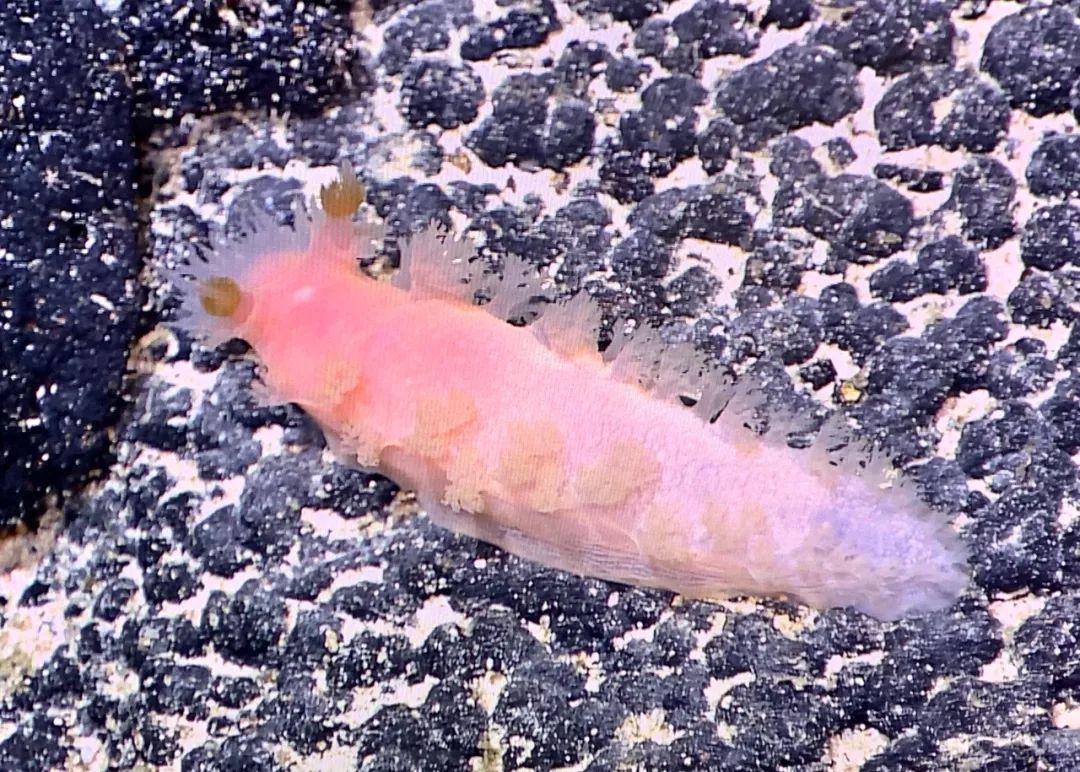 海兔为什么那么多籽,海兔怎么全是油没籽