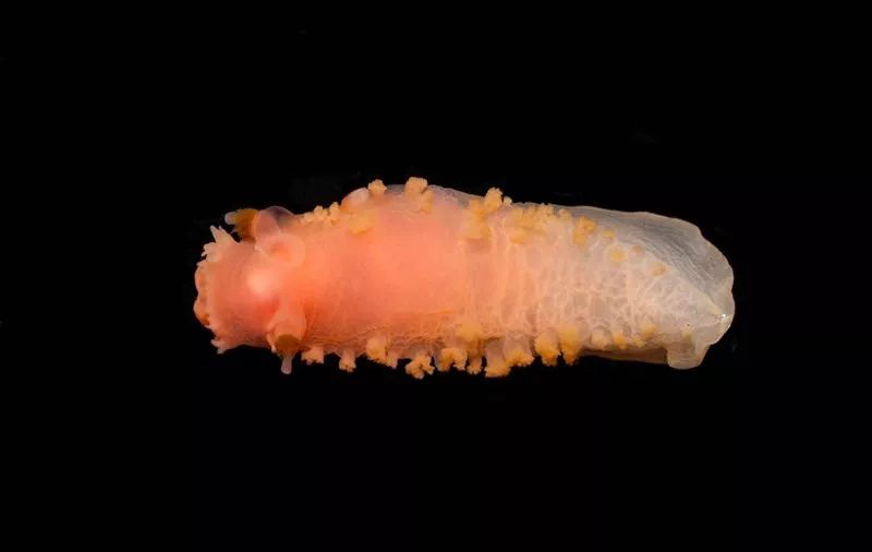 海兔为什么那么多籽,海兔怎么全是油没籽