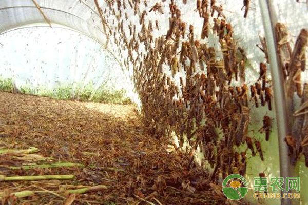 蝗虫养殖难度大吗,蝗虫人工养殖