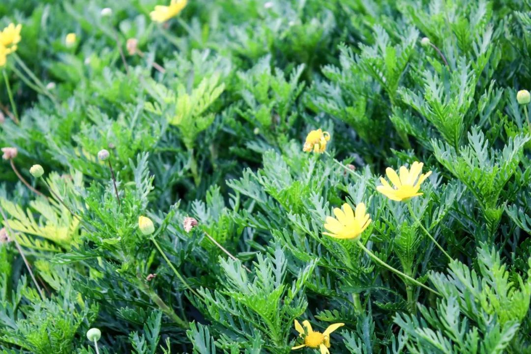 希尔顿最值得购买的酒店,云南丽江晶玺希尔顿酒店