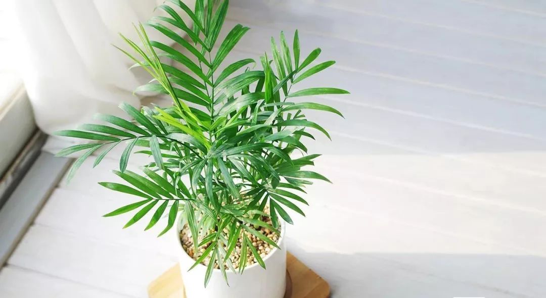 吸甲醛最好的植物排行榜,吸甲醛最好的植物排名