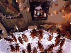 日本发明了机械蟑螂,日本杀蟑螂神器