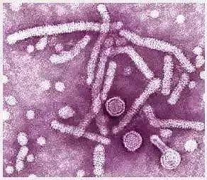 日本发明了机械蟑螂,日本杀蟑螂神器