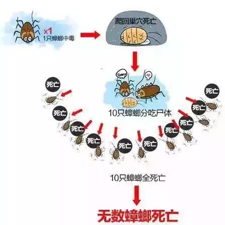 日本发明了机械蟑螂,日本杀蟑螂神器
