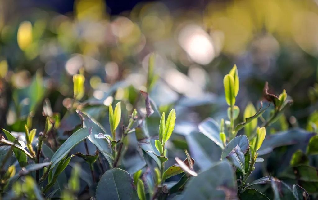 海鲜痛风大礼包,痛风零食礼包