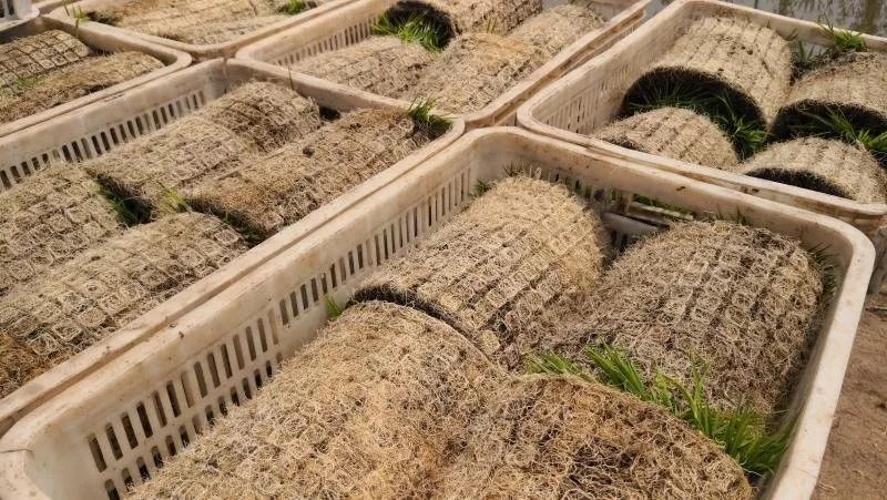 三夏时节插秧忙,旱大米种植技术