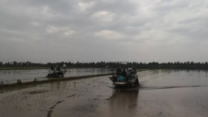 三夏时节插秧忙,旱大米种植技术