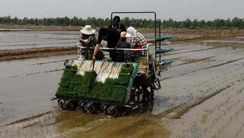 三夏时节插秧忙,旱大米种植技术