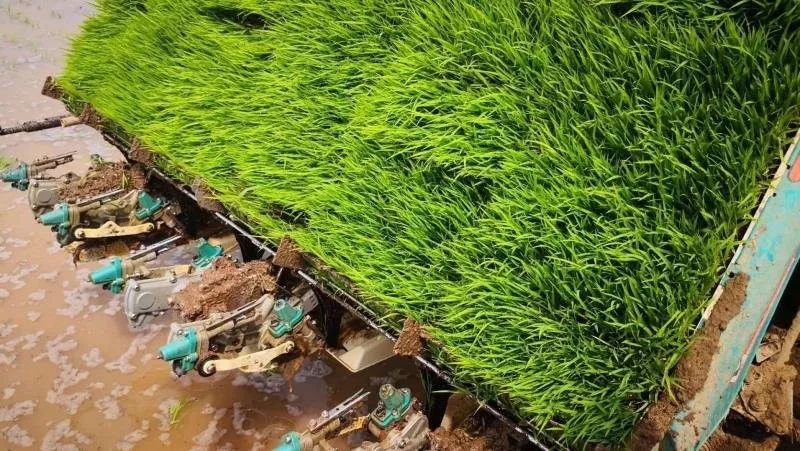 三夏时节插秧忙,旱大米种植技术