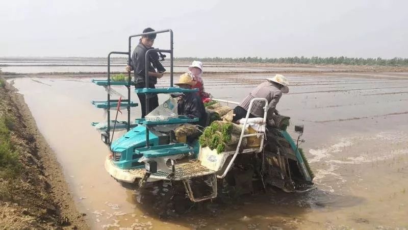 三夏时节插秧忙,旱大米种植技术