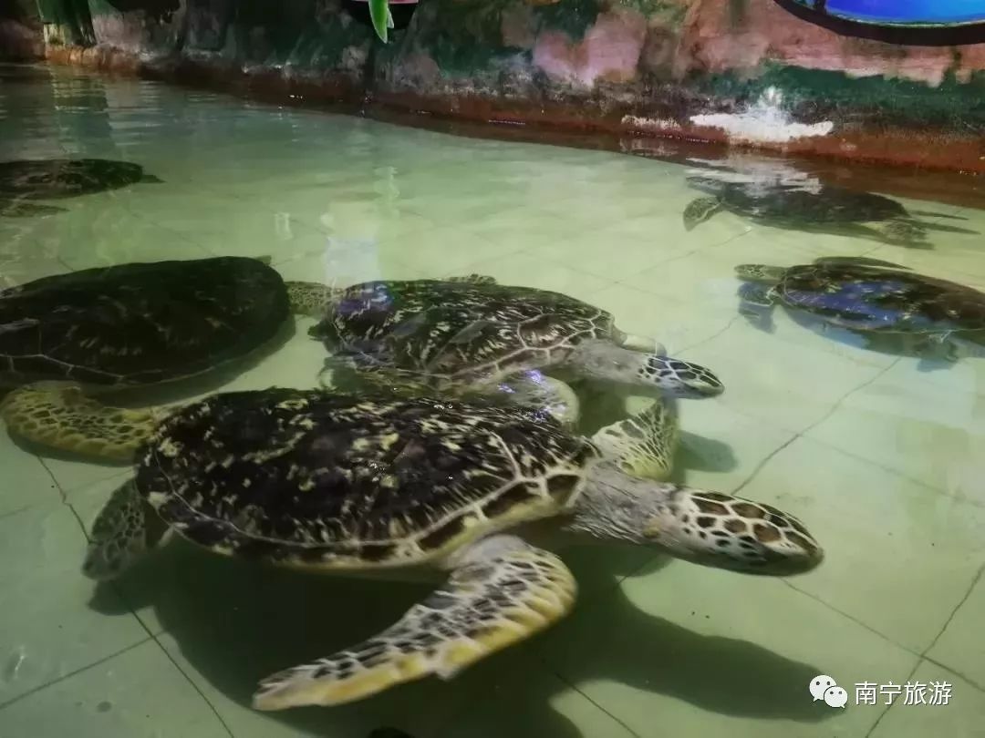 粽情端午节祈福欢乐游|这个端午南宁给您N种玩法！