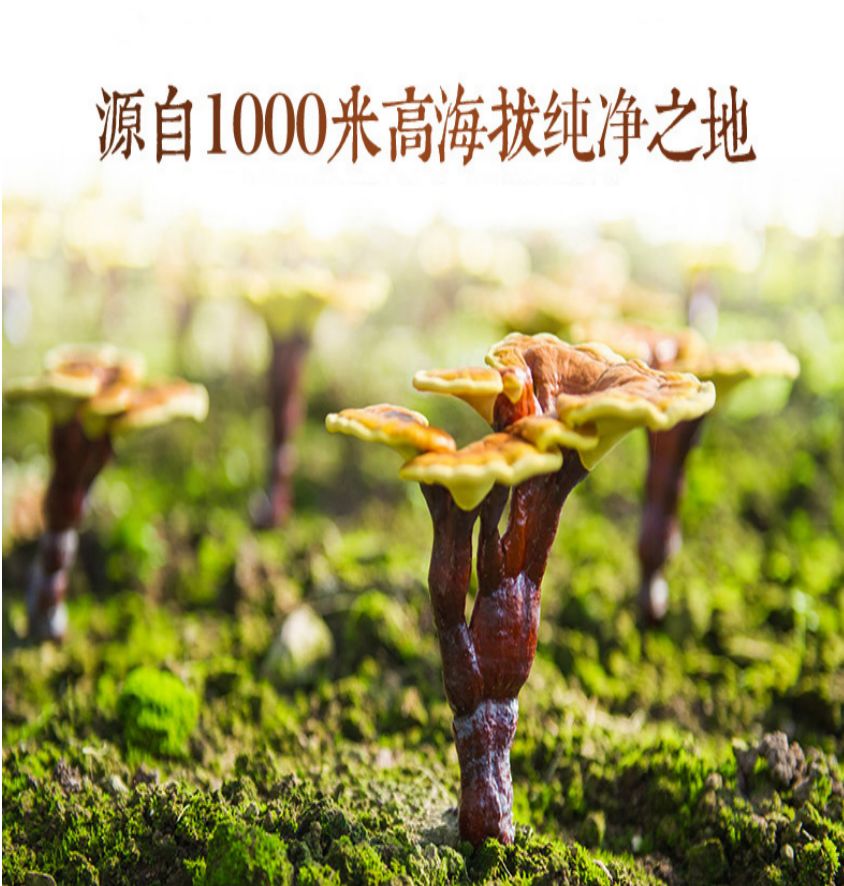 同仁堂牌破壁灵芝孢子粉价格,同仁堂灵芝孢子粉旗舰店直播