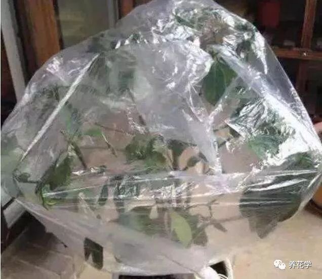 养的花有特别多小黑虫有什么办法,养花小黑飞怎么处理