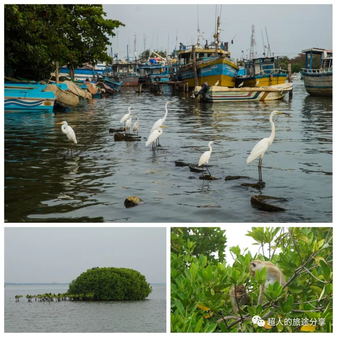 丝路东游记29视频,丝路东游记锡兰