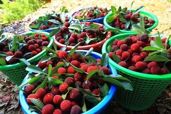 今年的杨梅哪里有采摘的,端午节摘杨梅的地方