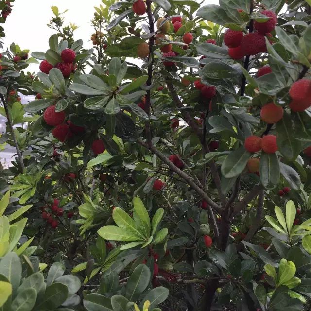 今年的杨梅哪里有采摘的,端午节摘杨梅的地方