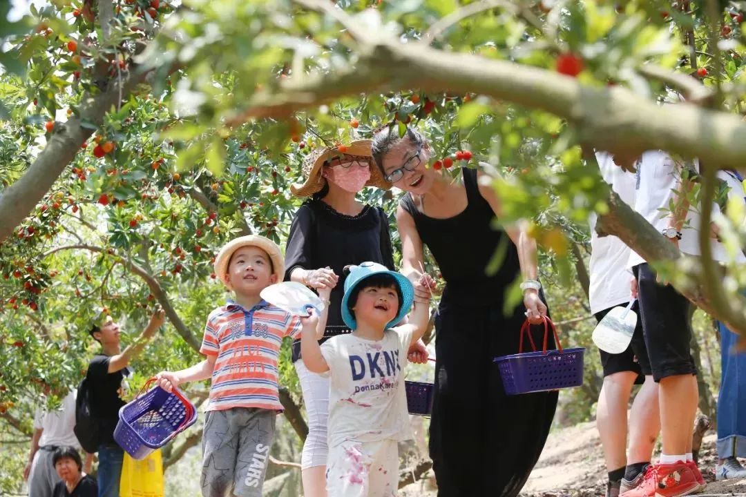 今年的杨梅哪里有采摘的,端午节摘杨梅的地方