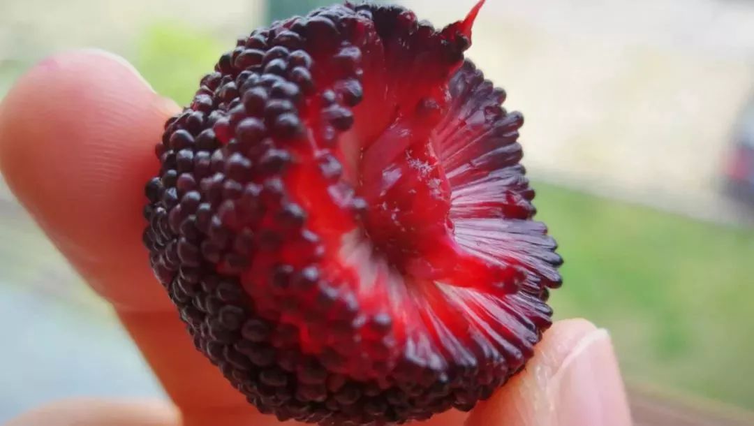 今年的杨梅哪里有采摘的,端午节摘杨梅的地方