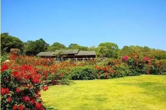 今年的杨梅哪里有采摘的,端午节摘杨梅的地方