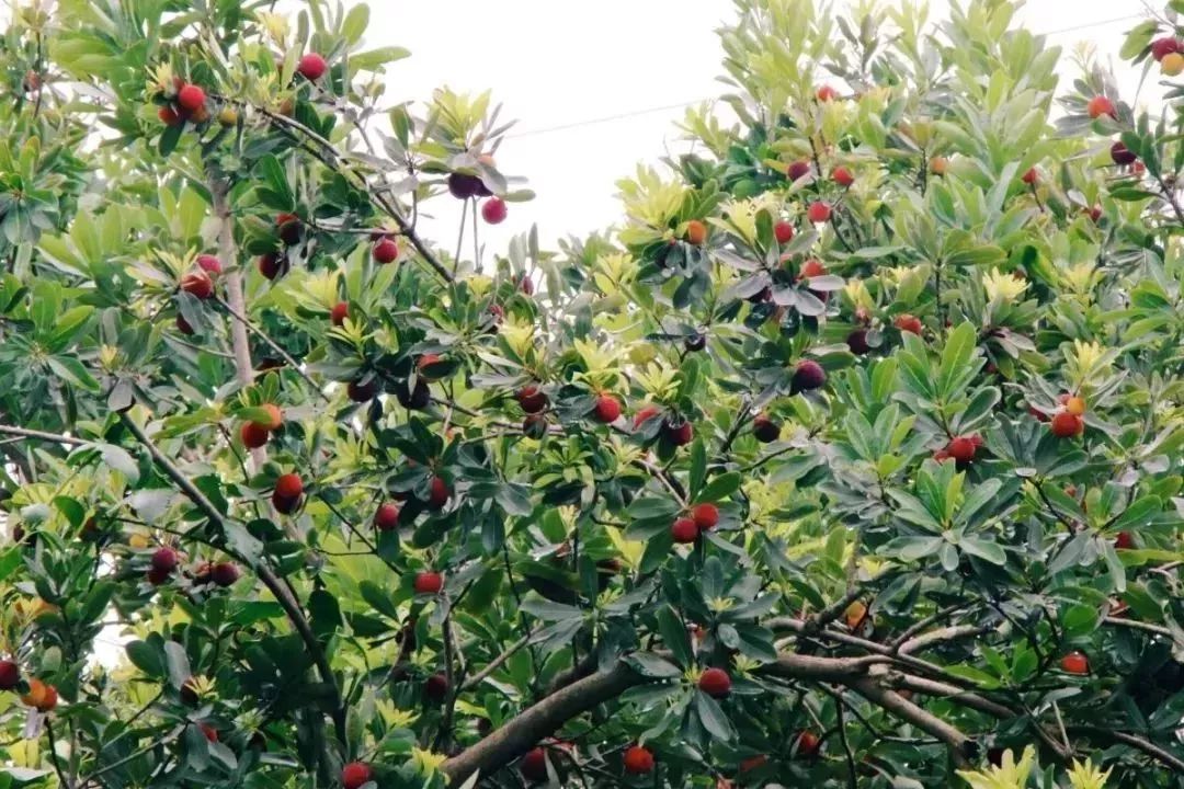 今年的杨梅哪里有采摘的,端午节摘杨梅的地方