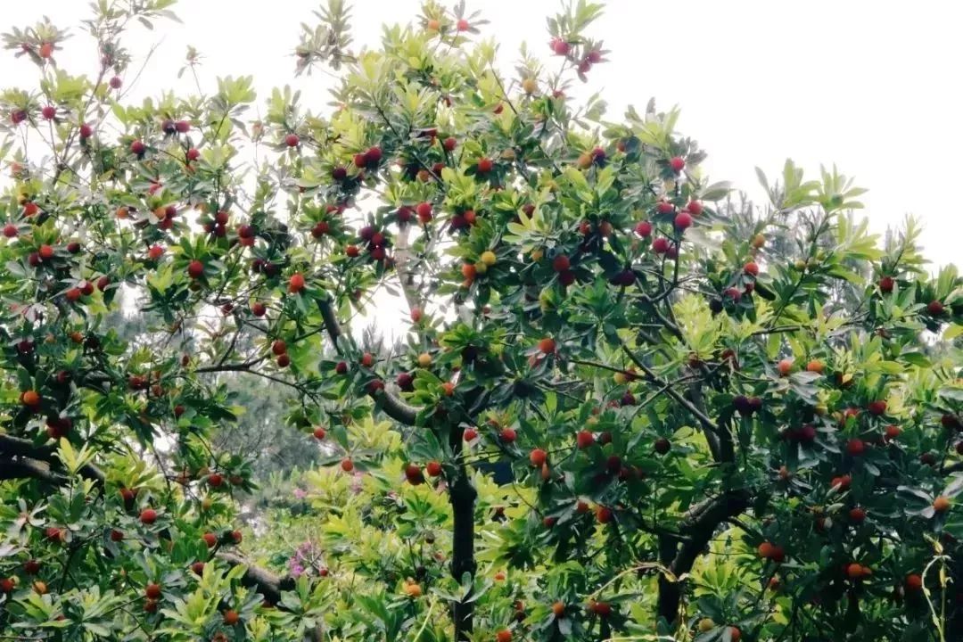 今年的杨梅哪里有采摘的,端午节摘杨梅的地方
