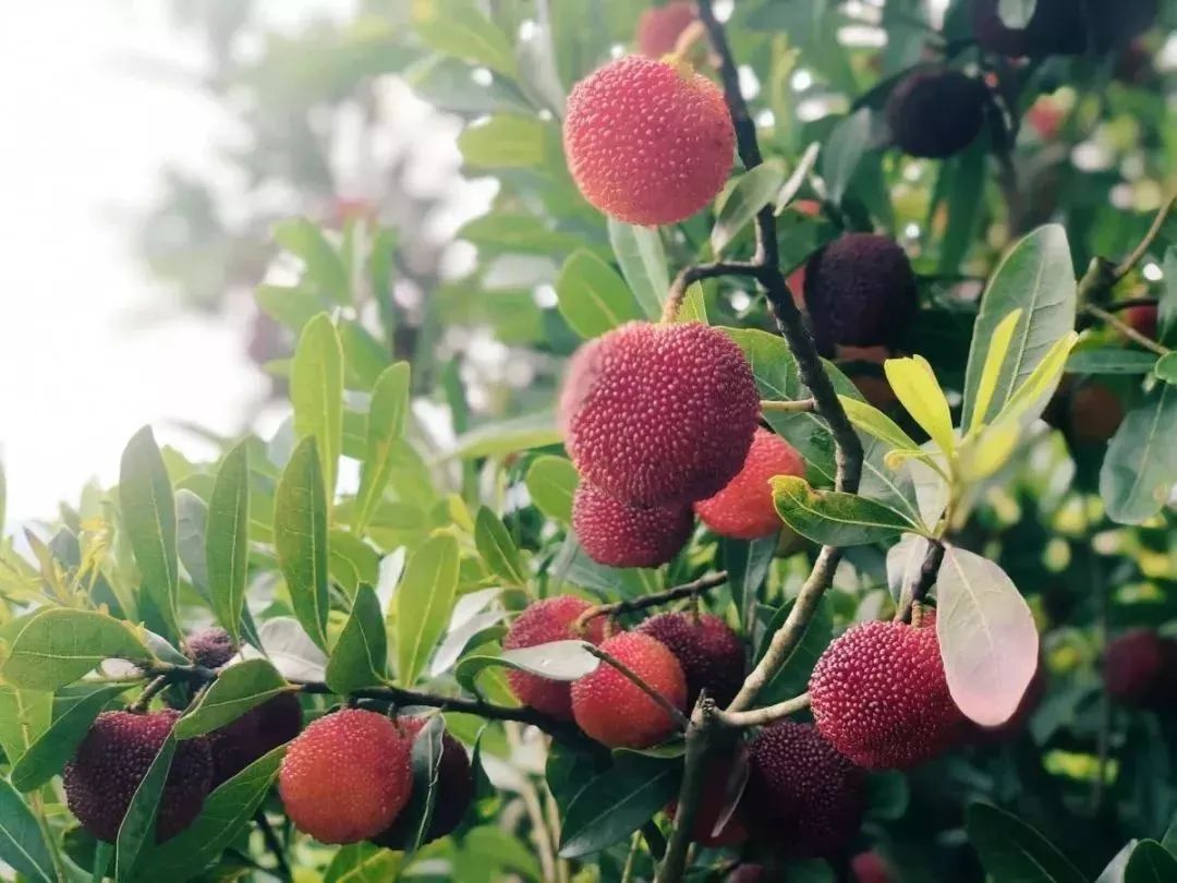 今年的杨梅哪里有采摘的,端午节摘杨梅的地方