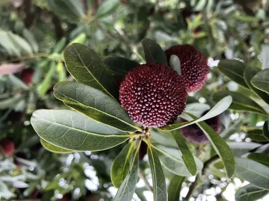 今年的杨梅哪里有采摘的,端午节摘杨梅的地方