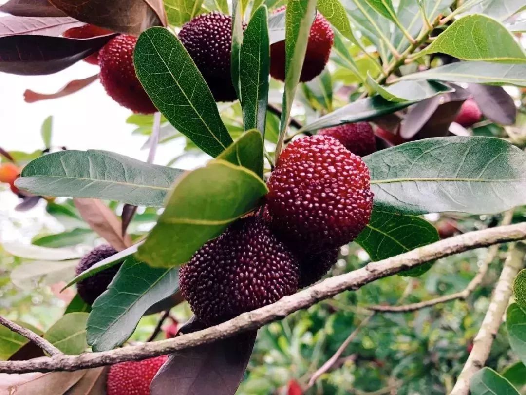 今年的杨梅哪里有采摘的,端午节摘杨梅的地方