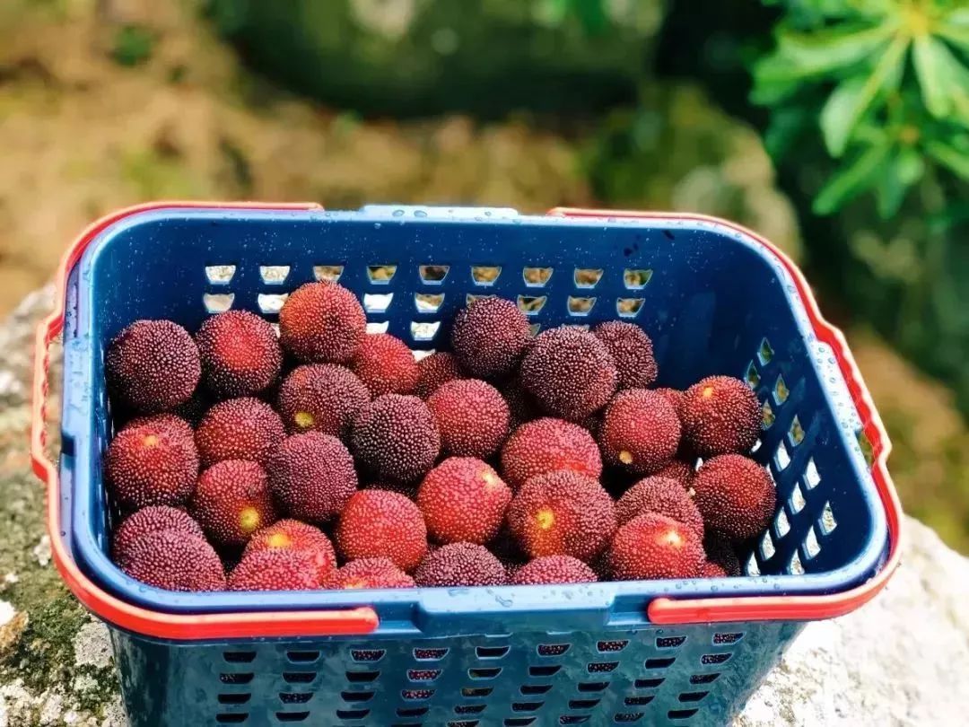 今年的杨梅哪里有采摘的,端午节摘杨梅的地方