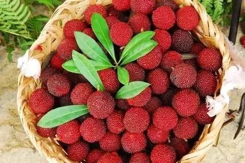 今年的杨梅哪里有采摘的,端午节摘杨梅的地方