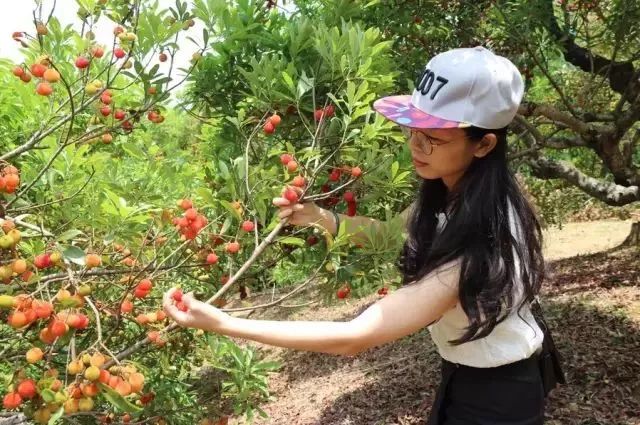 今年的杨梅哪里有采摘的,端午节摘杨梅的地方